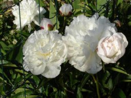 pivoine_20211127_1384356425